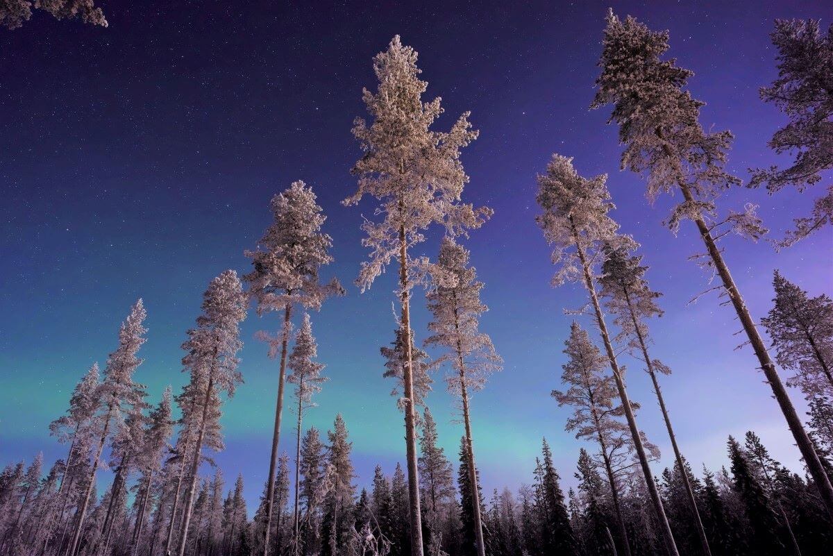 Snowy trees with the Northern Lights