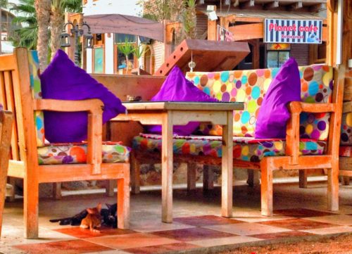 Exploring the colorful cafes and kittens of Dahab