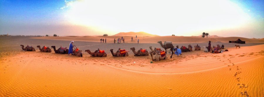 Camels in the Sahara Desert, Morocco