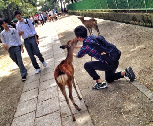 Asian man taking a selfie sharing a biscuit with a deer