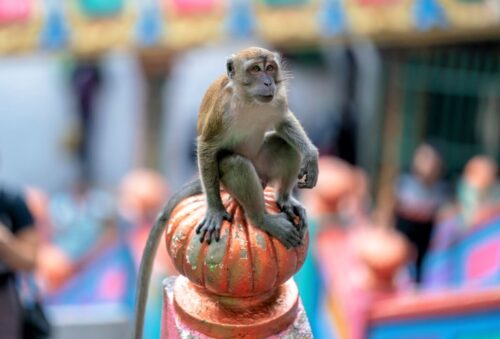 A monkey at the Batu Caves