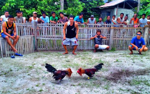 A group of men surrounding two cocks who were facing off in a cock fight on Malapascua Island in the Philippines.