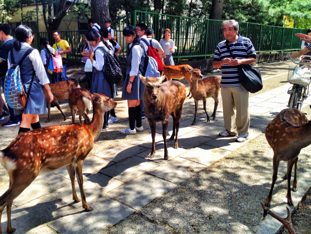 The friendly deer of Nara surrounded by tourists and school girls