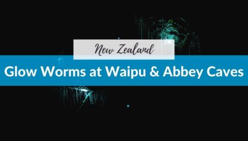 Searching for Glow Worms at Waipu and Abbey Caves