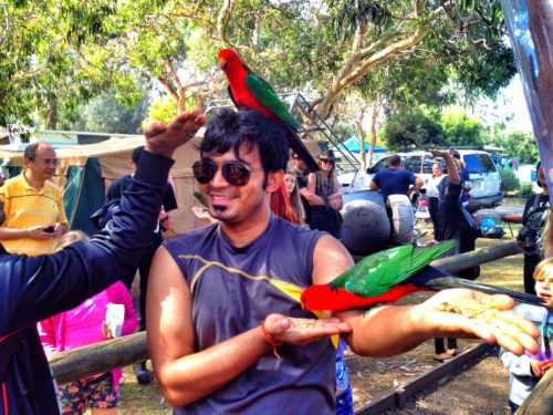 Feeding the birds along the Great Ocean Road, in reverse
