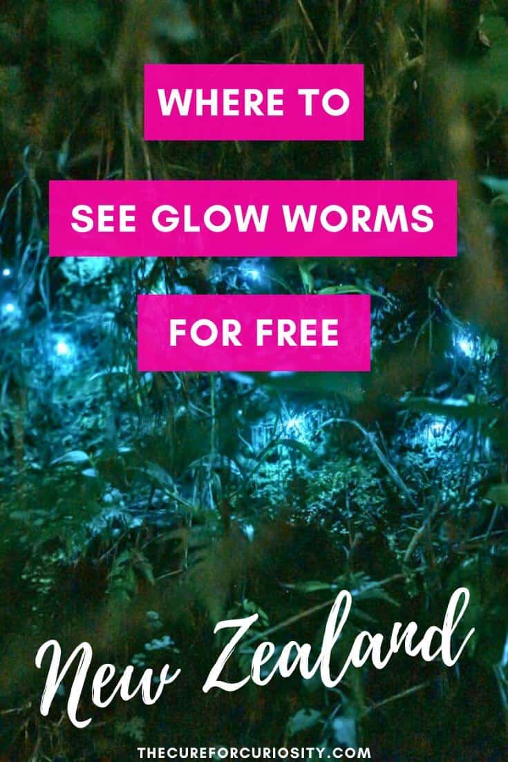 Where to See Glow Worms for Free in New Zealand