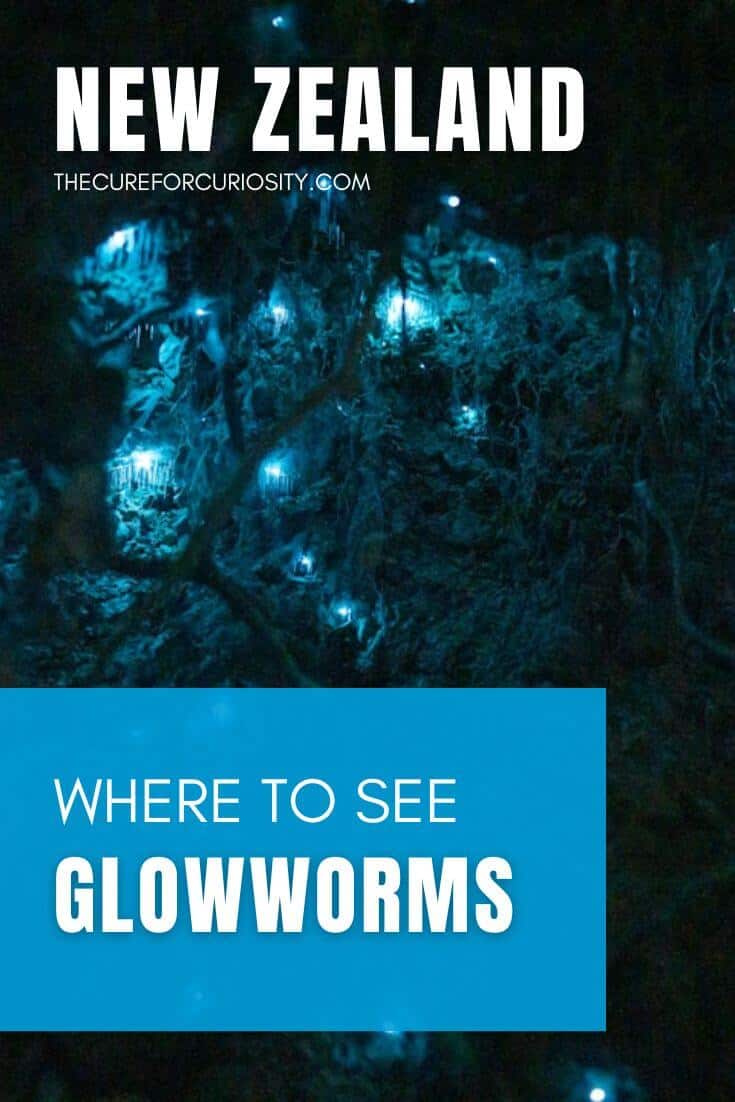 Where to See Glowworms New Zealand