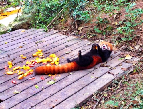 A red panda eating on its back