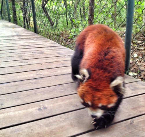 A red panda strolling past