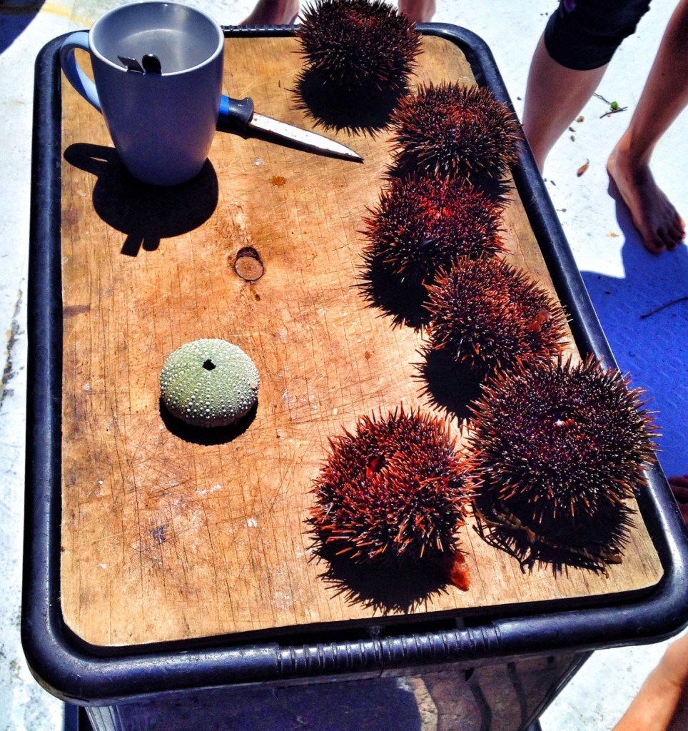 Eating fresh sea urchins right out of the Bay of Islands in New Zealand