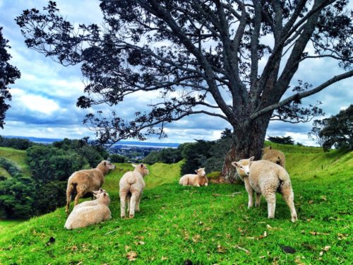 Wild sheep grazing on One Tree Hill in Auckland, New Zealand
