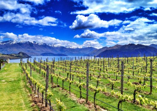 The Rippon Winery vineyards