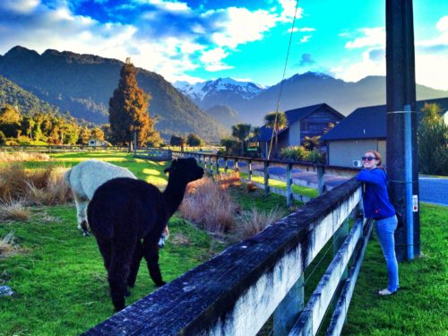 Alpaca outside of our accommodations in Franz Josef