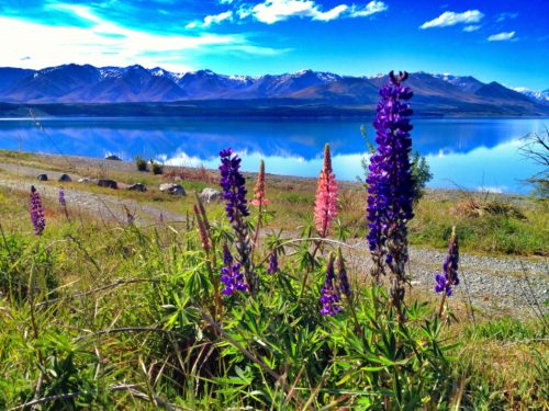 In between Queenstown and Christchurch you'll find Lake Pukaki.
