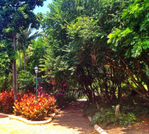 The Botanical Gardens in Brisbane, Australia