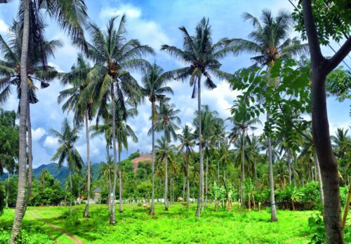 The wild natural beauty and palm trees of Lombok, Indonesia