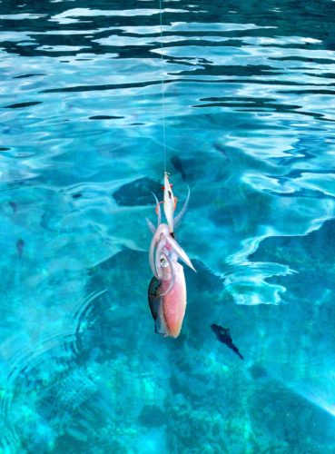 Freshly caught squid against the turquoise waters of Indonesia along the boat trip to Komodo Island
