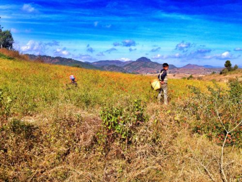 Picking red chilis in the countryside of Myanmar