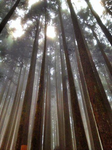 Alishan National Park, Taiwan