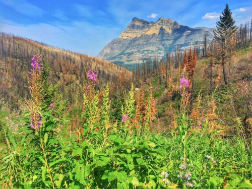 The contrast between the new wild flowers blooming with the burnt out trees in front of a mountain backdrop