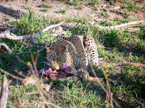 A leopard eating its kill in Kruger National Park.