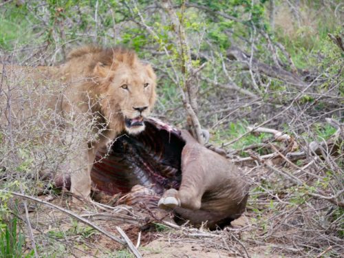 A lion eating its kill in Kruger National Park