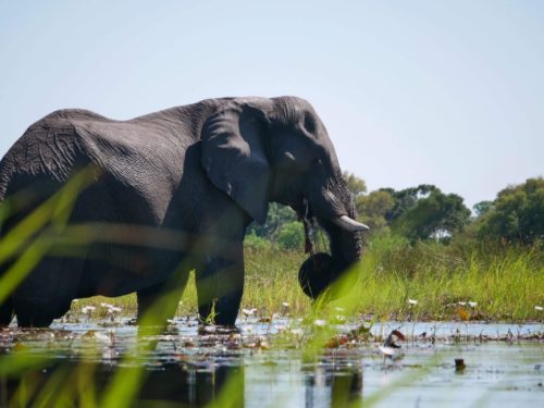 Canoeing down the Okavango Delta with elephants