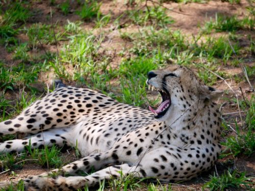 Cheetah yawning in Kruger National Park