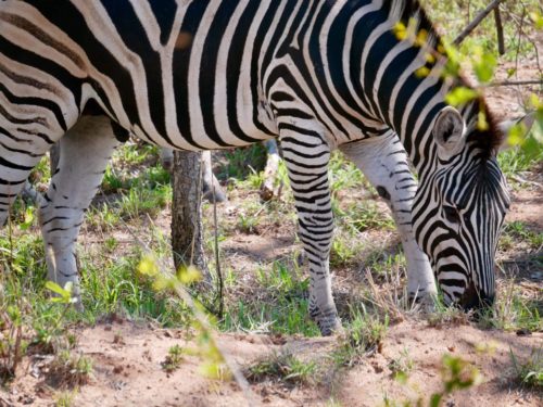 Zebra grazing in Kruger National Park