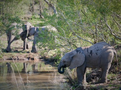 Baby Elephant drinking in Kruger National Park