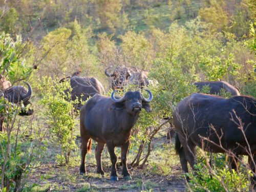 Buffalo in Kruger National Park