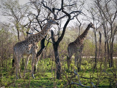 Giraffes in Kruger National Park