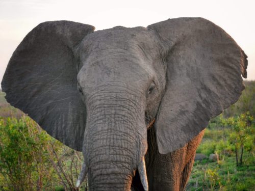 Elephant in Kruger National Park