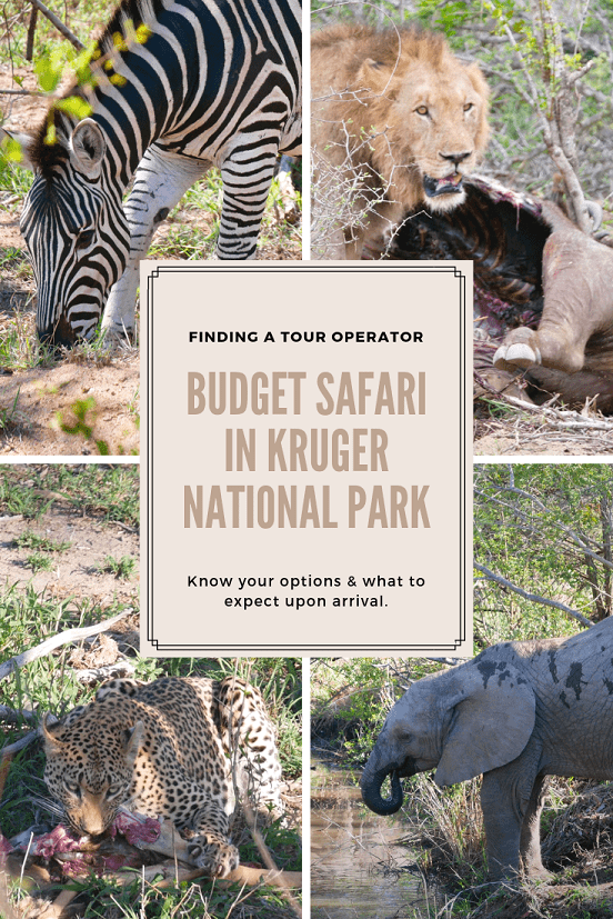 Pinterest tile for Finding a Tour Operator for a Budget Safari in Kruger National Park