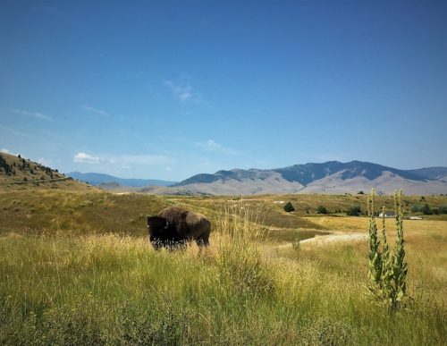 The National Bison Range