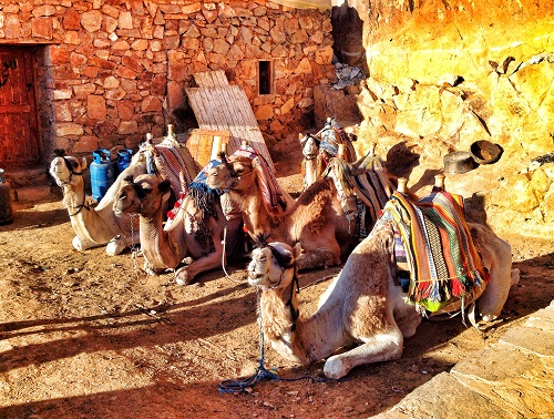 Camels relaxing along the path