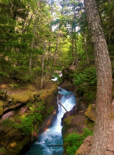Hiking through Hemlock forest on the Avalanche Lake Trail in Glacier National Park