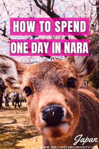 How to Spend One Day in Nara, Japan