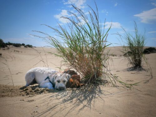 Pups relaxing in the shade in the sand dunes while visiting Jockey's Ridge State Park