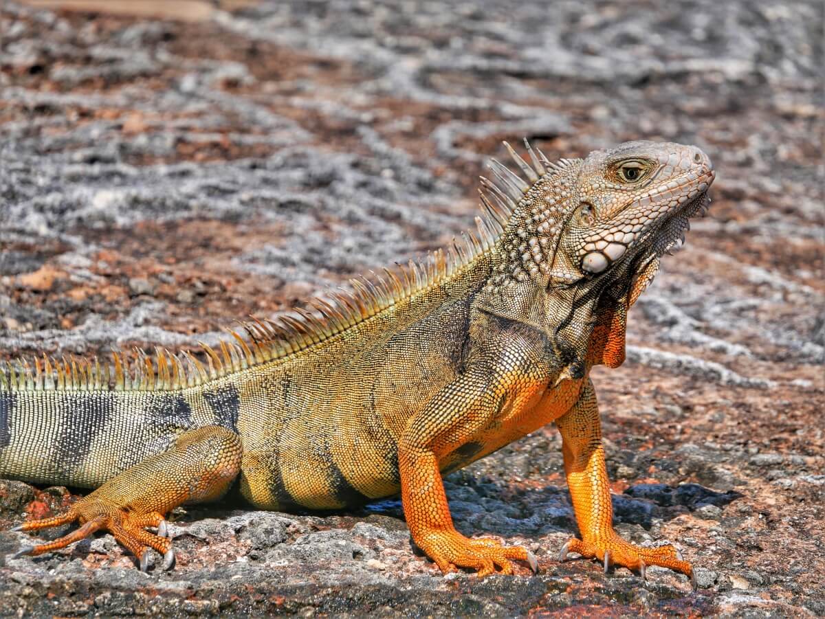 One of the many giant iguanas in San Juan, Puerto Rico