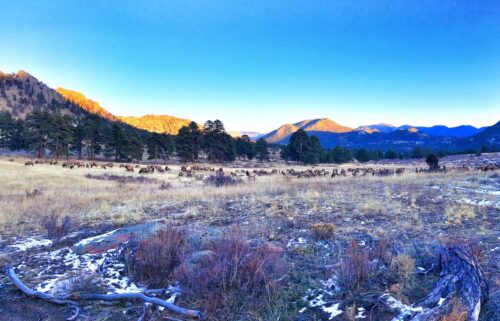 Elk in Rocky Mountain National Park