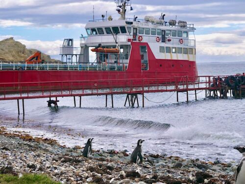 Boat with penguins in the foreground on Isla Magdalena