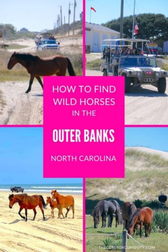 How to Find Wild Horses in the Outer Banks, North Carolina