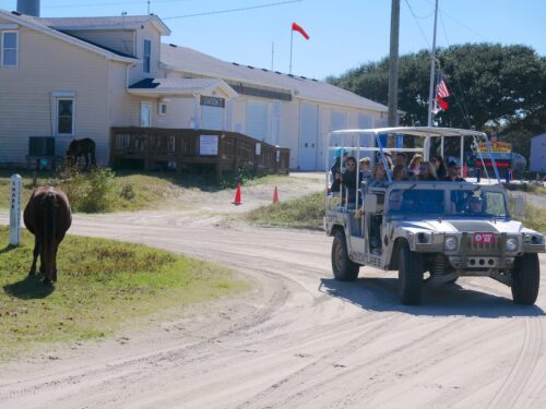 Wild Horse Tour in the Outer Banks