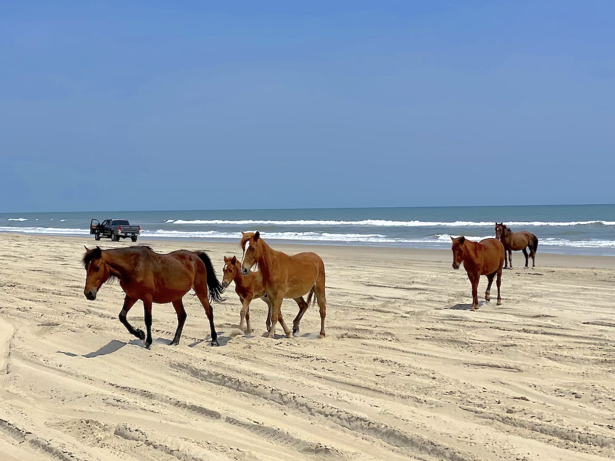 Wild horses roaming the beaches of Corolla in the Outer Banks