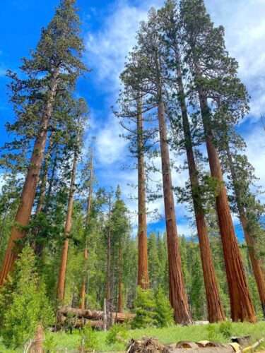 Mariposa Grove of Giant Sequoias