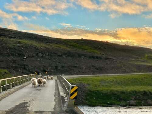 Sheep in the Road in Iceland