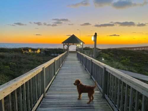 Sunrise in Duck, NC with a dog on a boardwalk
