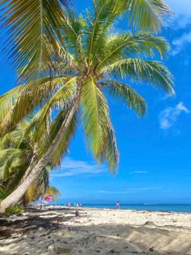 Palm trees on the tropical island