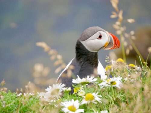 Puffins of Iceland
